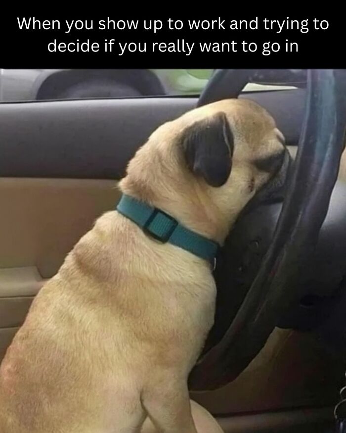 79 Animal Memes To Scroll Through While Your Pet Is Sleeping 79 Animal Memes To Scroll Through While Your Pet Is Sleeping