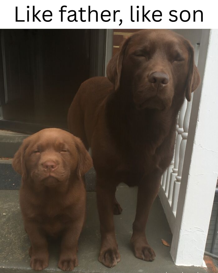 79 Animal Memes To Scroll Through While Your Pet Is Sleeping 79 Animal Memes To Scroll Through While Your Pet Is Sleeping