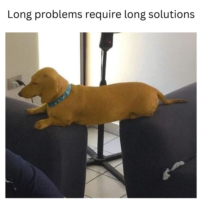 79 Animal Memes To Scroll Through While Your Pet Is Sleeping 79 Animal Memes To Scroll Through While Your Pet Is Sleeping