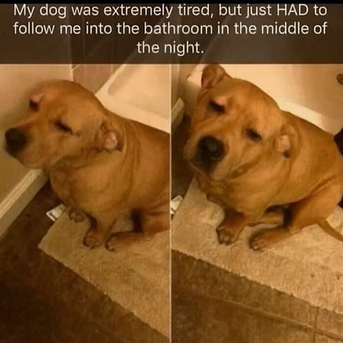 79 Animal Memes To Scroll Through While Your Pet Is Sleeping 79 Animal Memes To Scroll Through While Your Pet Is Sleeping