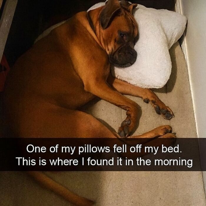 79 Animal Memes To Scroll Through While Your Pet Is Sleeping 79 Animal Memes To Scroll Through While Your Pet Is Sleeping