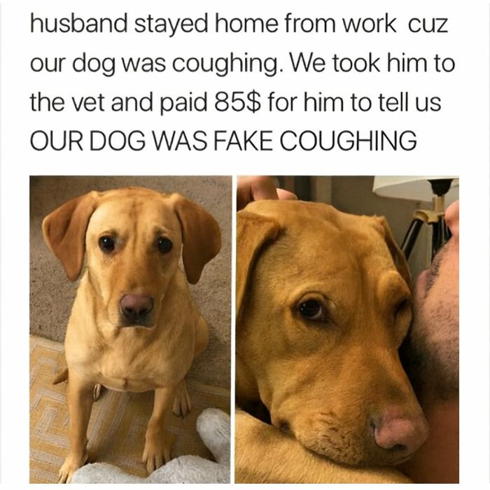 79 Animal Memes To Scroll Through While Your Pet Is Sleeping 79 Animal Memes To Scroll Through While Your Pet Is Sleeping