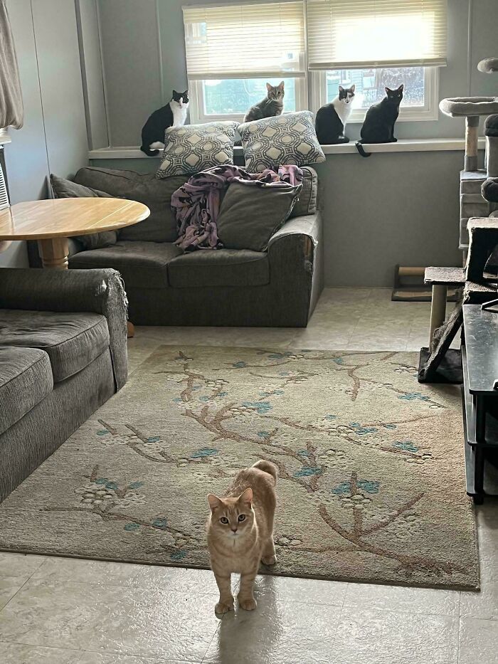 59 Cat Councils Caught Midway Through A Plotting Session