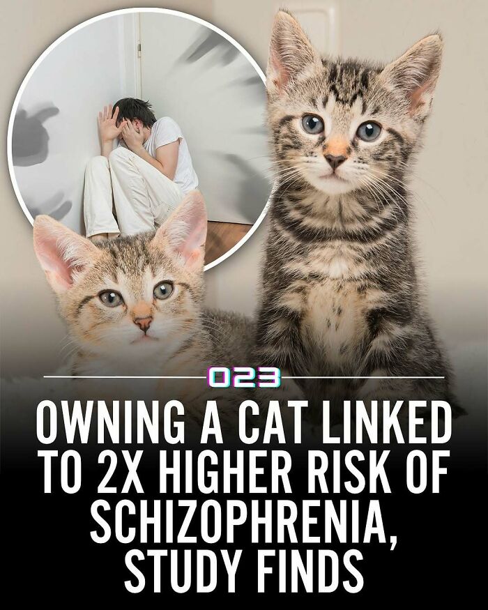 “Positivity Recommended”: 92 Wholesome Facts That Might Bring Some Sunshine To Your Day