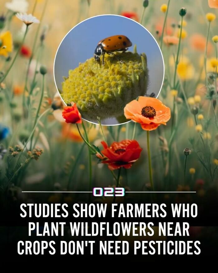 “Positivity Recommended”: 92 Wholesome Facts That Might Bring Some Sunshine To Your Day