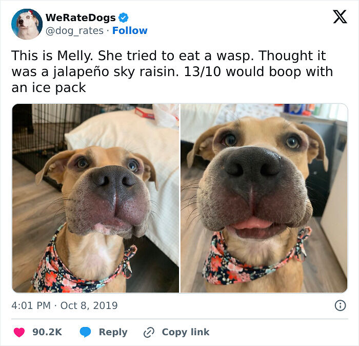 Dog Owners Share 78 Of The Cutest, Most Adorable, And Heartwarming Pics Of Their Pets