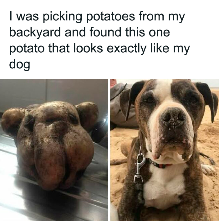 Dog Owners Share 78 Of The Cutest, Most Adorable, And Heartwarming Pics Of Their Pets