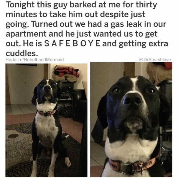 Dog Owners Share 78 Of The Cutest, Most Adorable, And Heartwarming Pics Of Their Pets