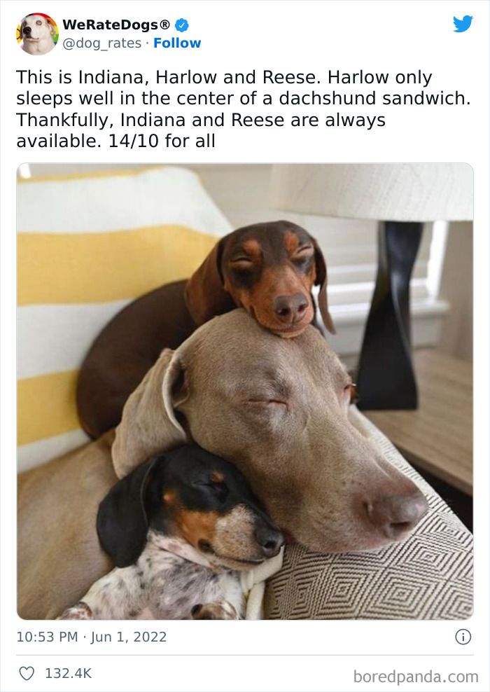 Dog Owners Share 78 Of The Cutest, Most Adorable, And Heartwarming Pics Of Their Pets