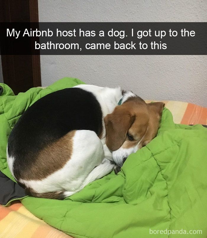 Dog Owners Share 78 Of The Cutest, Most Adorable, And Heartwarming Pics Of Their Pets