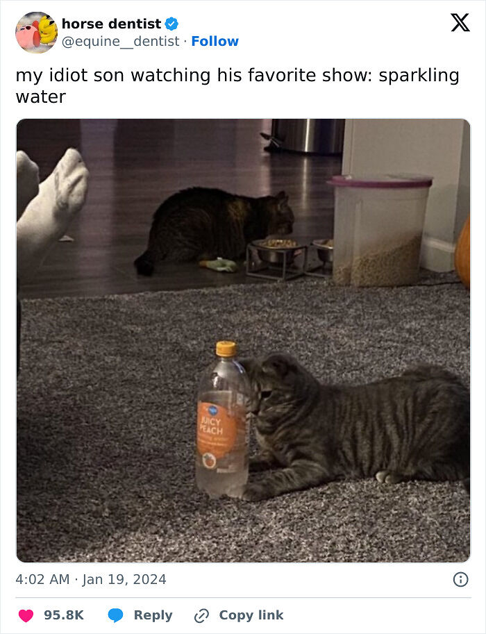 91 Times Animals Delighted Us With Their Antics In 2025, Resulting In These Impeccable Memes