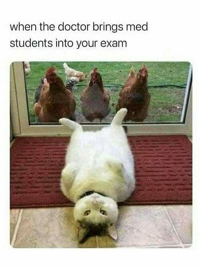 91 Times Animals Delighted Us With Their Antics In 2025, Resulting In These Impeccable Memes