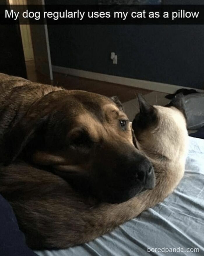 91 Times Animals Delighted Us With Their Antics In 2025, Resulting In These Impeccable Memes