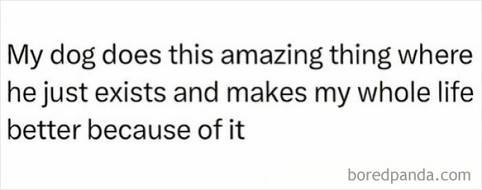 91 Times Animals Delighted Us With Their Antics In 2025, Resulting In These Impeccable Memes