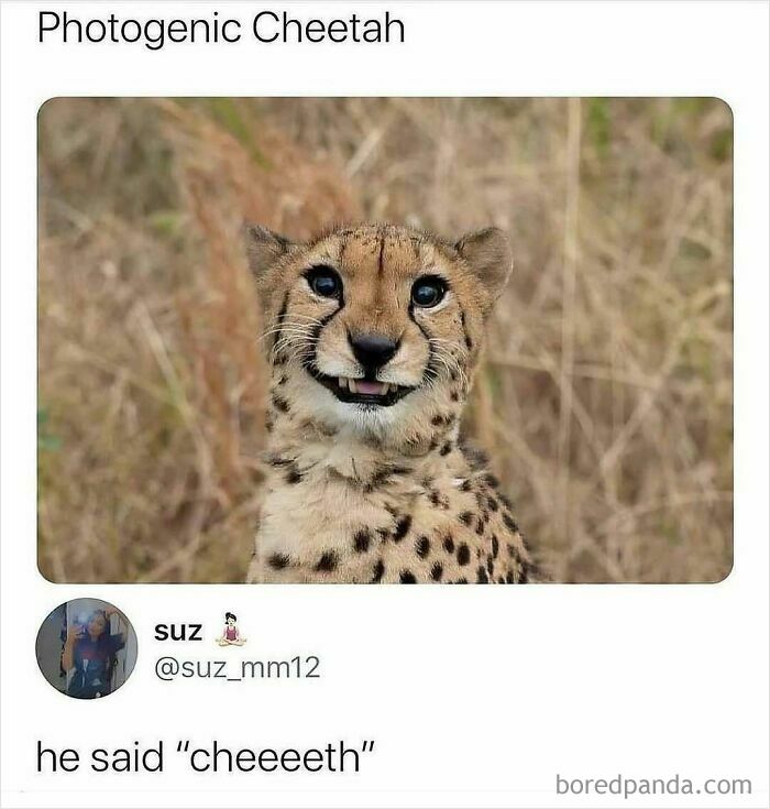 91 Times Animals Delighted Us With Their Antics In 2025, Resulting In These Impeccable Memes