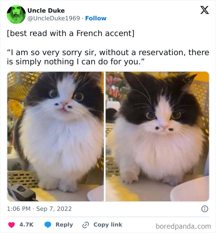 91 Times Animals Delighted Us With Their Antics In 2025, Resulting In These Impeccable Memes