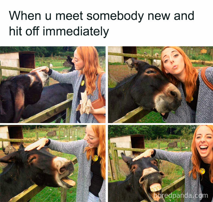 91 Times Animals Delighted Us With Their Antics In 2025, Resulting In These Impeccable Memes