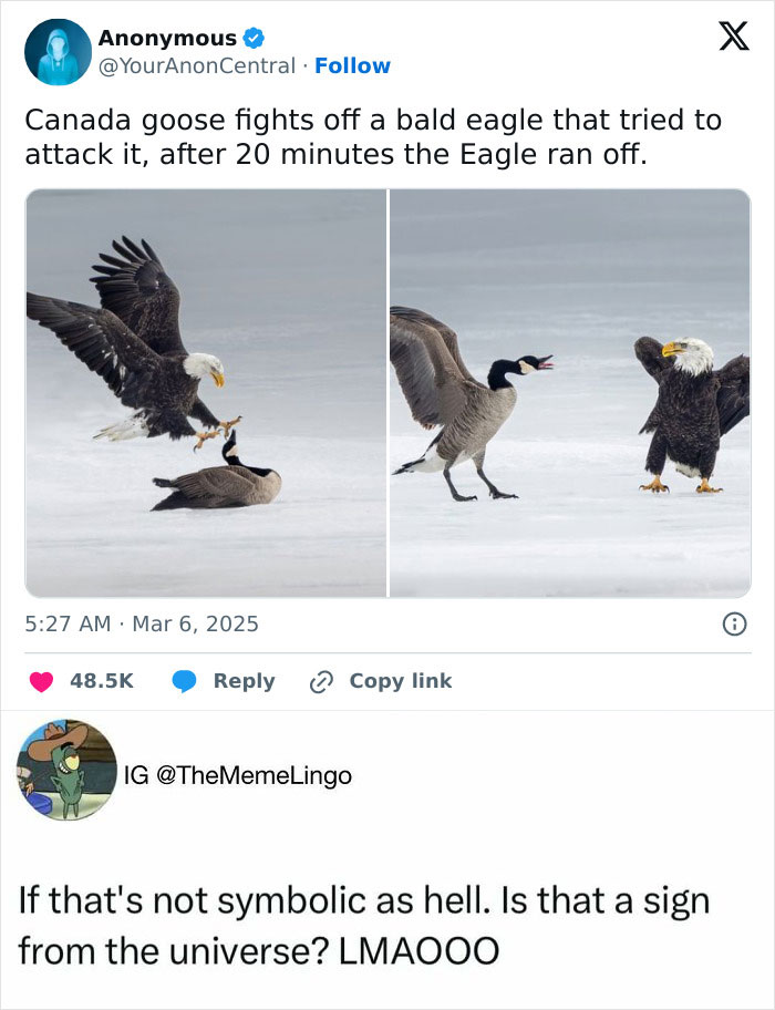 91 Times Animals Delighted Us With Their Antics In 2025, Resulting In These Impeccable Memes