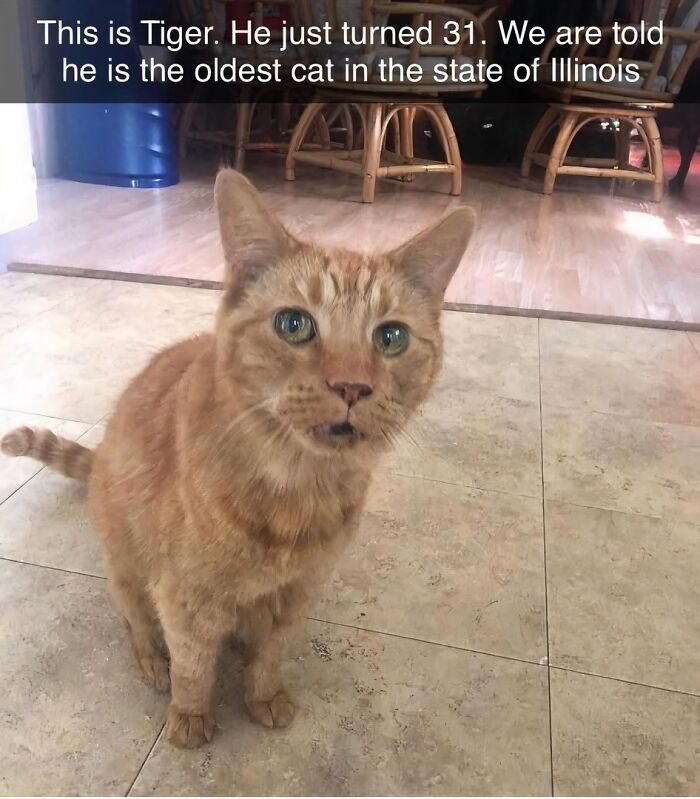 91 Times Animals Delighted Us With Their Antics In 2025, Resulting In These Impeccable Memes