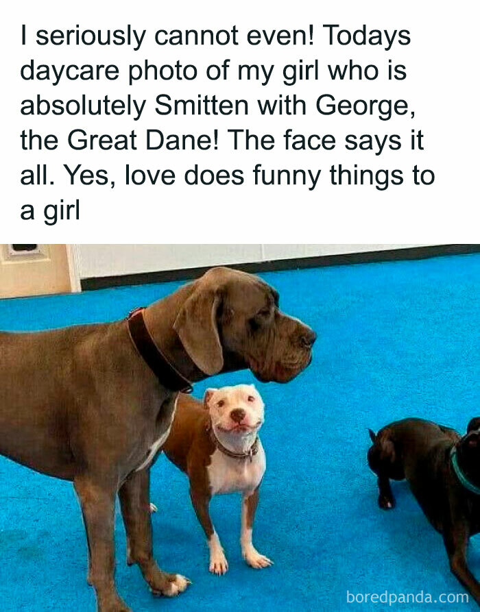 91 Times Animals Delighted Us With Their Antics In 2025, Resulting In These Impeccable Memes