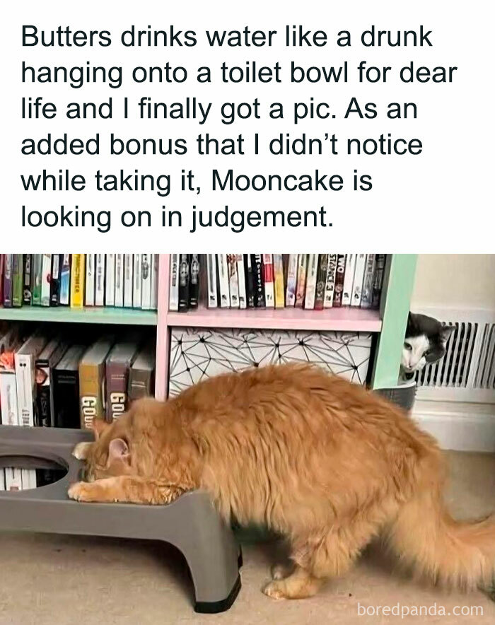 91 Times Animals Delighted Us With Their Antics In 2025, Resulting In These Impeccable Memes