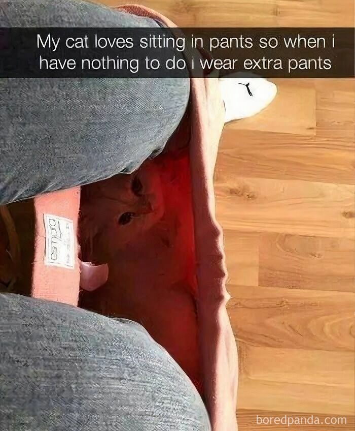 91 Times Animals Delighted Us With Their Antics In 2025, Resulting In These Impeccable Memes