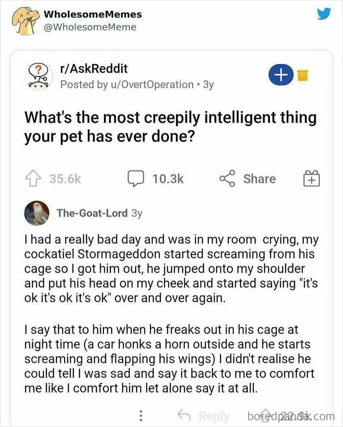 91 Times Animals Delighted Us With Their Antics In 2025, Resulting In These Impeccable Memes