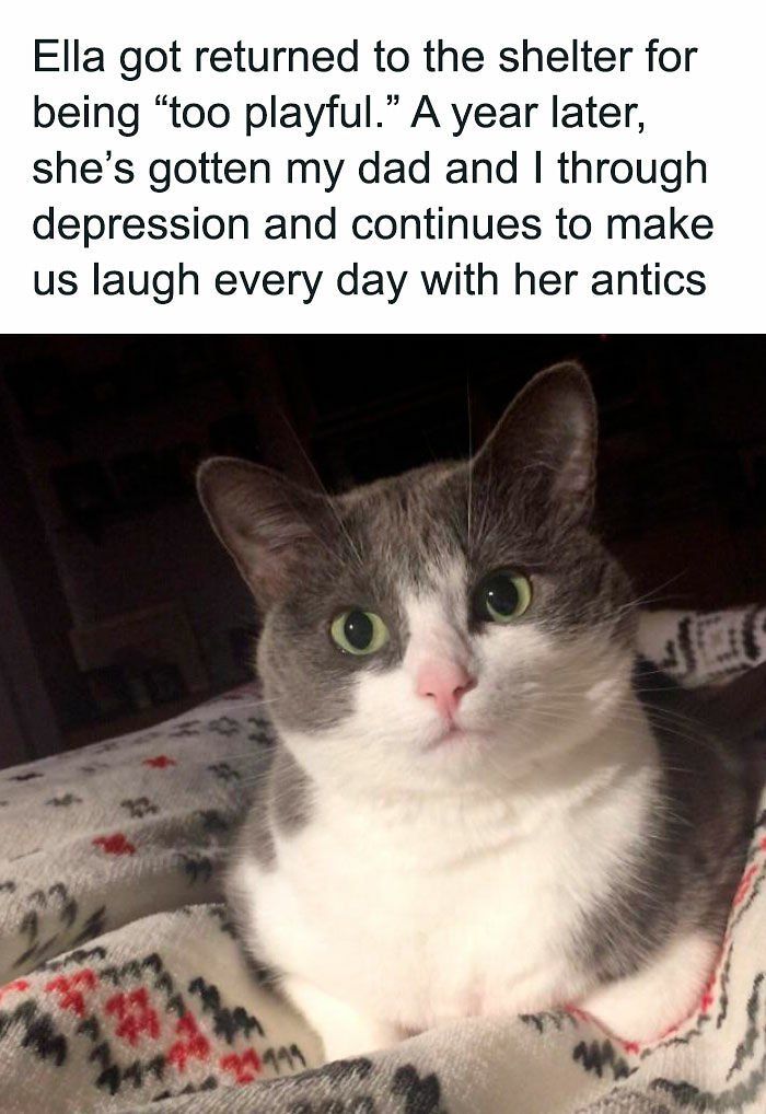 If Cat Memes Are Your Happy Place, These 80 Hilarious Posts Are Calling Your Name