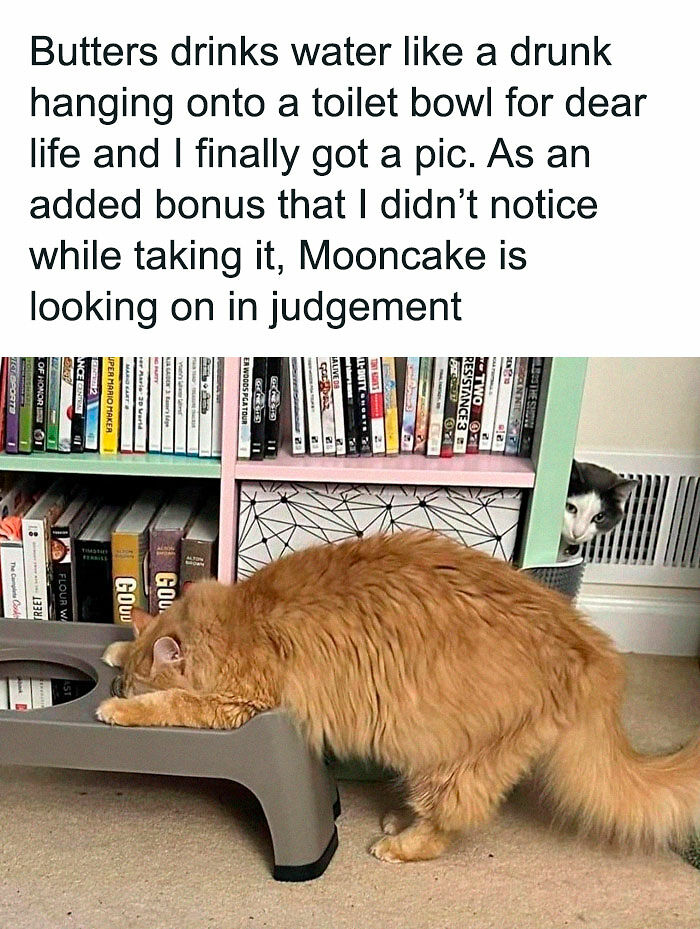 If Cat Memes Are Your Happy Place, These 80 Hilarious Posts Are Calling Your Name