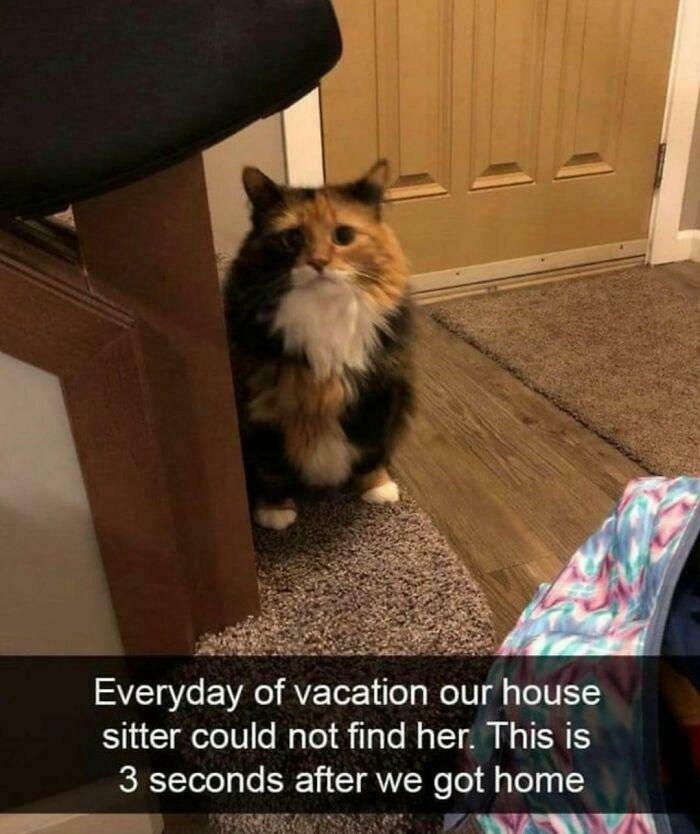 If Cat Memes Are Your Happy Place, These 80 Hilarious Posts Are Calling Your Name