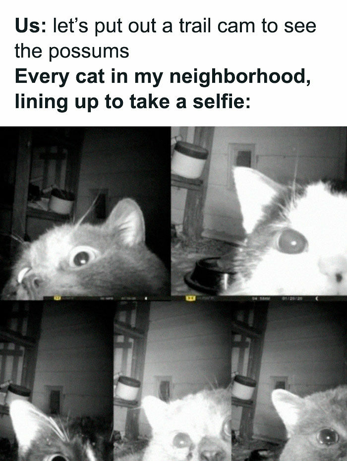 If Cat Memes Are Your Happy Place, These 80 Hilarious Posts Are Calling Your Name