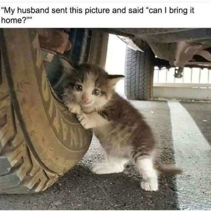 If Cat Memes Are Your Happy Place, These 80 Hilarious Posts Are Calling Your Name