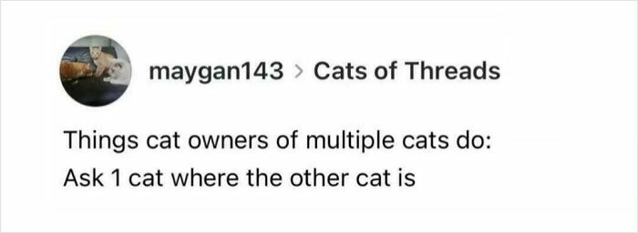 If Cat Memes Are Your Happy Place, These 80 Hilarious Posts Are Calling Your Name