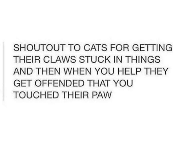 If Cat Memes Are Your Happy Place, These 80 Hilarious Posts Are Calling Your Name