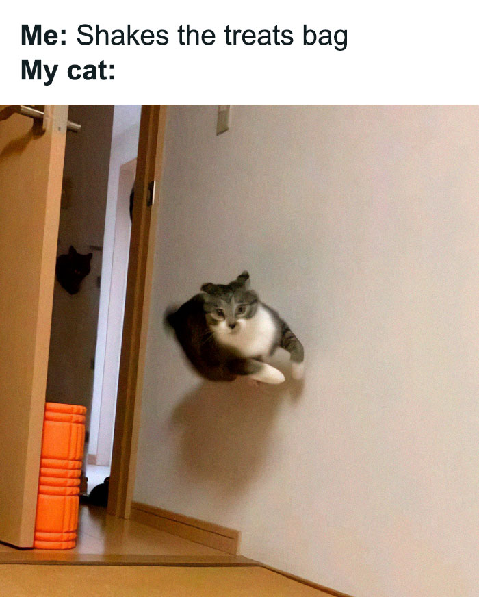 If Cat Memes Are Your Happy Place, These 80 Hilarious Posts Are Calling Your Name