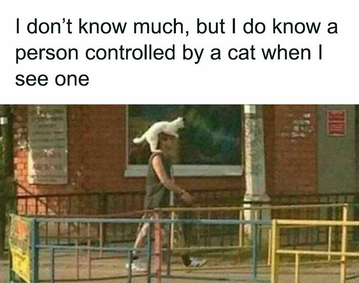 If Cat Memes Are Your Happy Place, These 80 Hilarious Posts Are Calling Your Name