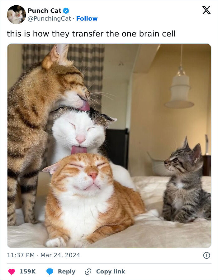 If Cat Memes Are Your Happy Place, These 80 Hilarious Posts Are Calling Your Name