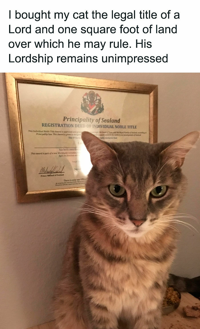 If Cat Memes Are Your Happy Place, These 80 Hilarious Posts Are Calling Your Name