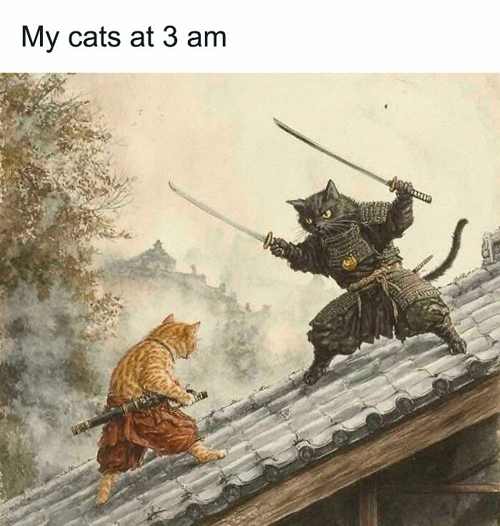 If Cat Memes Are Your Happy Place, These 80 Hilarious Posts Are Calling Your Name