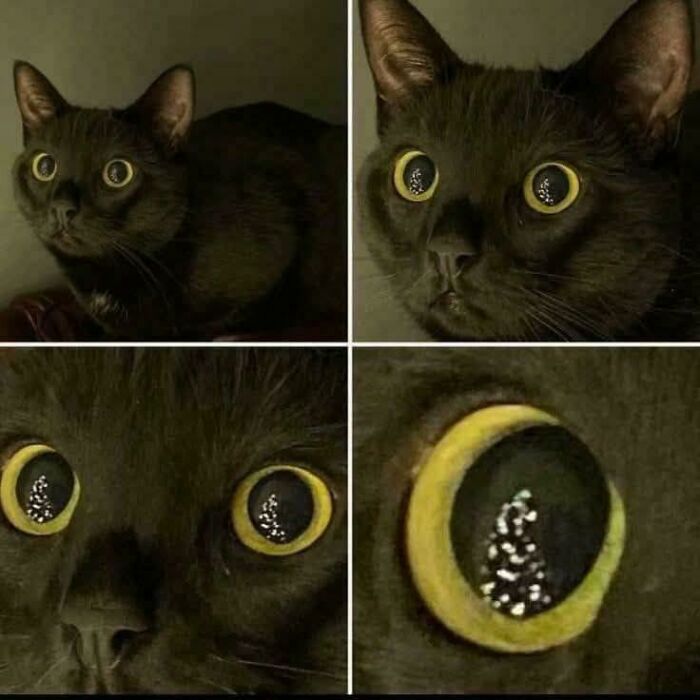 If Cat Memes Are Your Happy Place, These 80 Hilarious Posts Are Calling Your Name