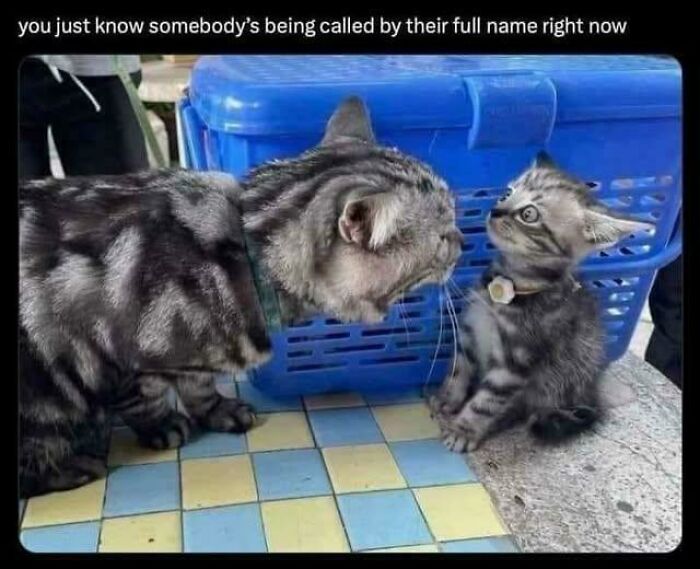 If Cat Memes Are Your Happy Place, These 80 Hilarious Posts Are Calling Your Name