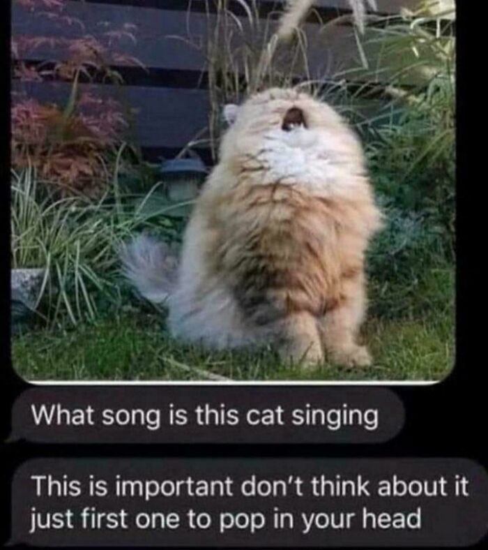 If Cat Memes Are Your Happy Place, These 80 Hilarious Posts Are Calling Your Name