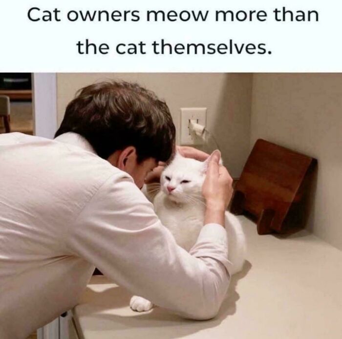 If Cat Memes Are Your Happy Place, These 80 Hilarious Posts Are Calling Your Name