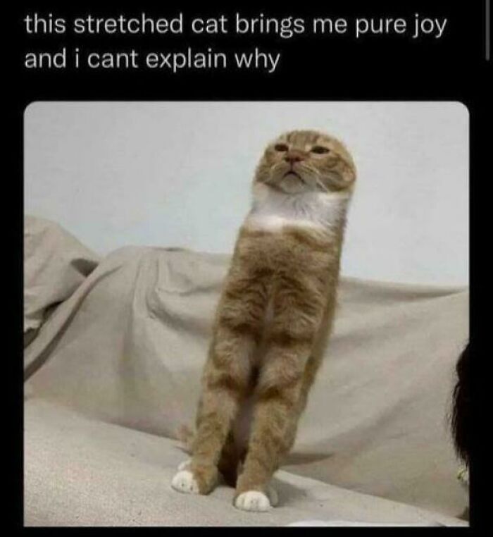 If Cat Memes Are Your Happy Place, These 80 Hilarious Posts Are Calling Your Name