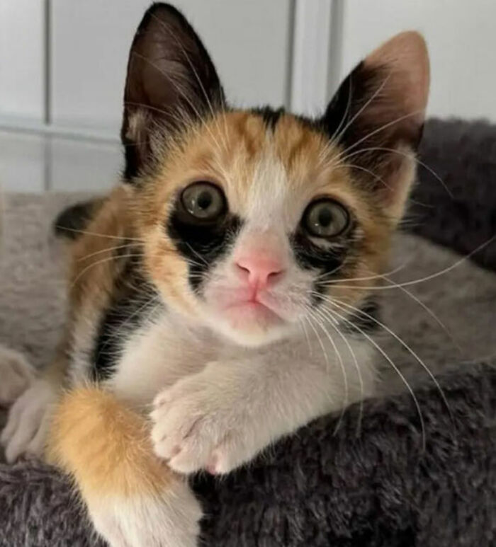 If Cat Memes Are Your Happy Place, These 80 Hilarious Posts Are Calling Your Name