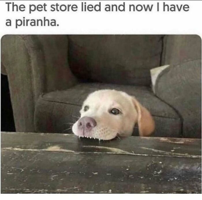 110 Memes To Help You Handle Reality With Humor (New Pics)