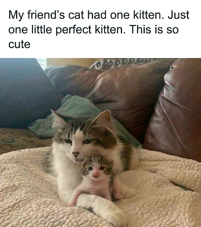 69 Cute And Sweet Animal Memes To Give You A Reason To Smile Today (New Pics) 69 Cute And Sweet Animal Memes To Give You A Reason To Smile Today (New Pics)