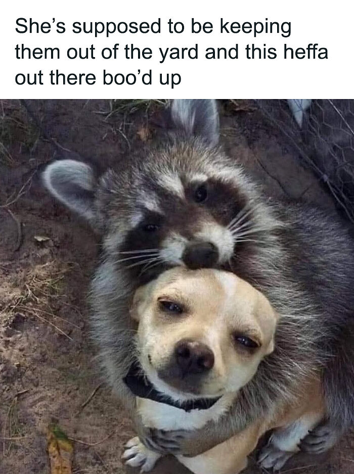69 Cute And Sweet Animal Memes To Give You A Reason To Smile Today (New Pics) 69 Cute And Sweet Animal Memes To Give You A Reason To Smile Today (New Pics)