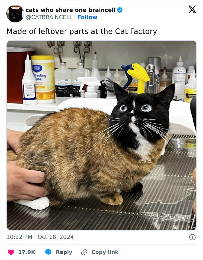 69 Cute And Sweet Animal Memes To Give You A Reason To Smile Today (New Pics) 69 Cute And Sweet Animal Memes To Give You A Reason To Smile Today (New Pics)