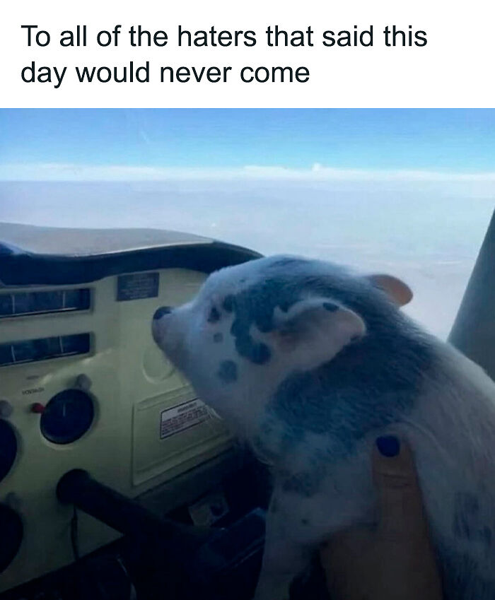 69 Cute And Sweet Animal Memes To Give You A Reason To Smile Today (New Pics) 69 Cute And Sweet Animal Memes To Give You A Reason To Smile Today (New Pics)